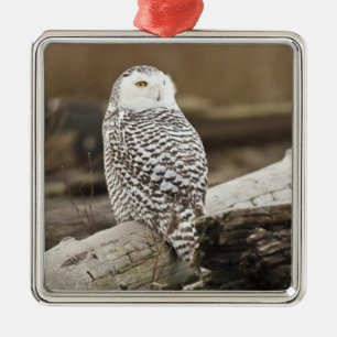 Canada, Boundary Bay, Sneeuwuil Metalen Ornament