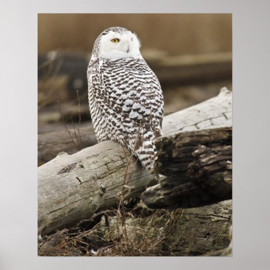 Canada, Boundary Bay, Sneeuwuil Poster (Voorkant)