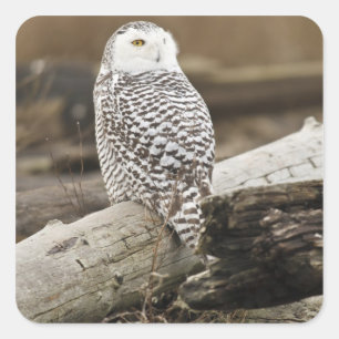 Canada, Boundary Bay, Sneeuwuil Vierkante Sticker
