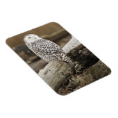 Canada, Boundary Bay, Snowy Owl Magneet (Rechterzijde)