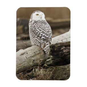 Canada, Boundary Bay, Snowy Owl Magneet