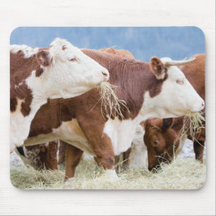 Canada, British Columbia, Pemberton Muismat