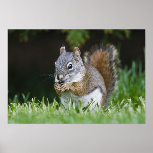 Canada, British Columbia, Red Squirrel Pine Poster (Voorkant)