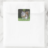 Canada, British Columbia, Red Squirrel Pine Vierkante Sticker (Tas)