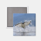 Canada, British Columbia, Vancouver Island; Magneet (Voorkant / Achterkant)