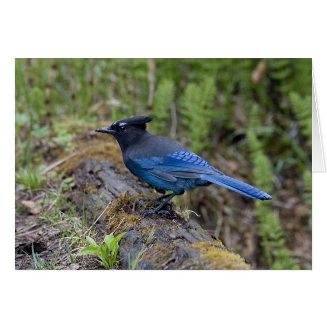 Canada: British Columbia, Yoho NP, Stellar jay; (Voorkant Horizontaal)