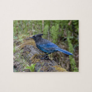Canada: British Columbia, Yoho NP, Stellar jay; Legpuzzel