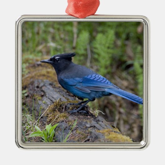 Canada: British Columbia, Yoho NP, Stellar jay; Metalen Ornament (Voorkant)