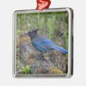 Canada: British Columbia, Yoho NP, Stellar jay; Metalen Ornament (Links)