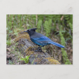 Canada: British Columbia, Yoho NP, Vlaamse gaai, Briefkaart