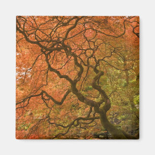 CANADA, Brits-Columbia, Victoria. Herfst 2 Magneet