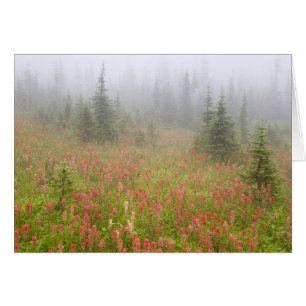Canada, Colombie-Britannique, Revelstoke National