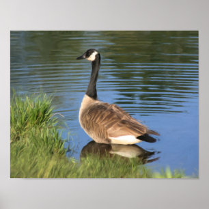 Canada gans in waterolieverf poster