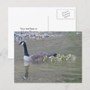 Canada Gans Moeder Baby's Natuur Foto Briefkaart