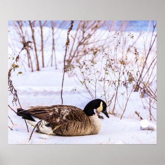 Canada Gans Poster in Sneeuw (Voorkant)