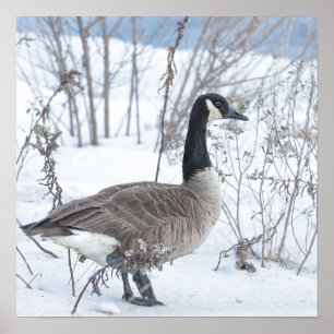 Canada Gans Poster in Sneeuw