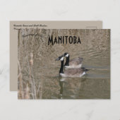 Canada Gees en Bull Rushes Winnipeg Manitoba Briefkaart (Voorkant / Achterkant)