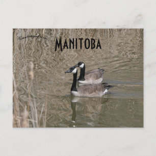 Canada Gees en Bull Rushes Winnipeg Manitoba Briefkaart