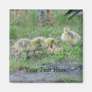 Canada Geese Babies Nature Photo Magnet