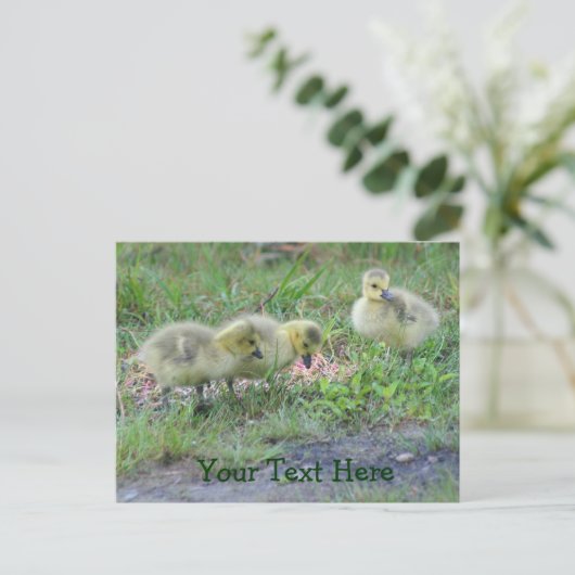 Canada Geese Babies Natuur Foto Briefkaart (Staand voorkant)