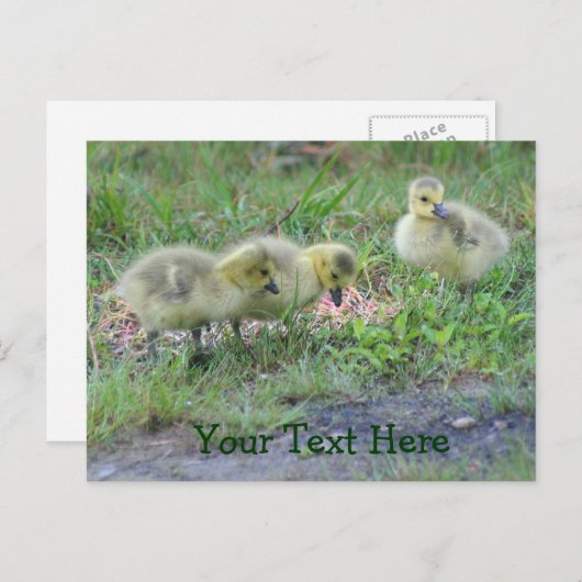 Canada Geese Babies Natuur Foto Briefkaart (Voorkant / Achterkant)