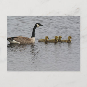 Canada Geese Briefkaart