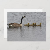 Canada Geese Briefkaart (Voorkant / Achterkant)