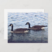 Canada Geese Briefkaart (Voorkant / Achterkant)
