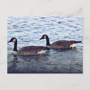 Canada Geese Briefkaart