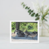 Canada Geese Briefkaart (Staand voorkant)