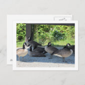 Canada Geese Briefkaart (Voorkant / Achterkant)