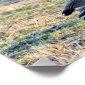 Canada Geese Foto Poster (Hoek)