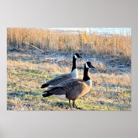 Canada Geese Foto Poster (Voorkant)
