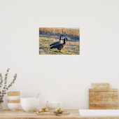 Canada Geese Foto Poster (Keuken)