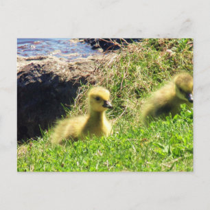 Canada Geese Goslings-verkenningsomgeving Briefkaart