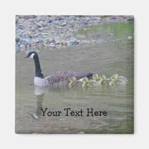 Canada Geese Mam Babies Natuur Foto Magnet Magneet