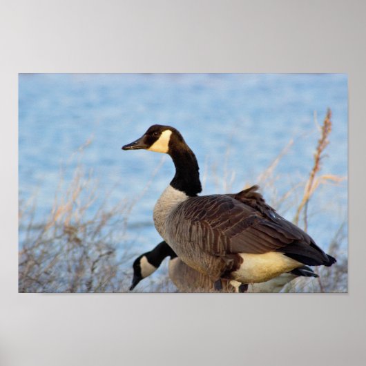Canada Geese Poster (Voorkant)