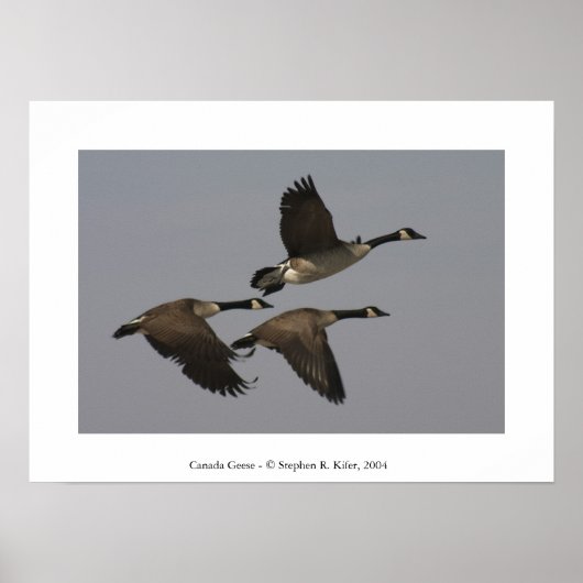 Canada Geese Poster (Voorkant)