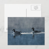 Canada Gese die op het Briefkaart van het meer dri (Voorkant / Achterkant)
