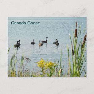 Canada Gese en Cattails Briefkaart