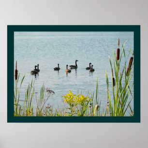 Canada Gese en Cattails Poster