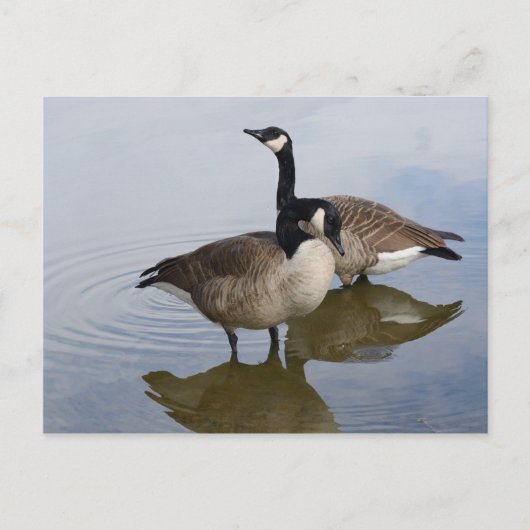 Canada Gese in het meer Briefkaart (Voorkant)