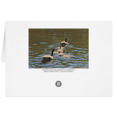Canada Gese met Goslings (Bordered) (Achterkant Horizontaal)