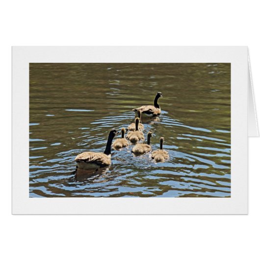 Canada Gese met Goslings (Bordered) (Voorkant Horizontaal)