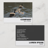 Canada Gese met Goslings Visitekaartje (Voorkant / Achterkant)