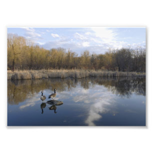 Canada Gese Perch in Pond Foto Afdruk