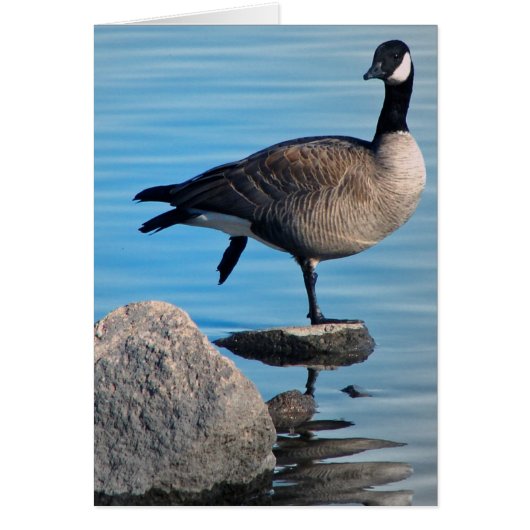 Canada Goose (Devant)