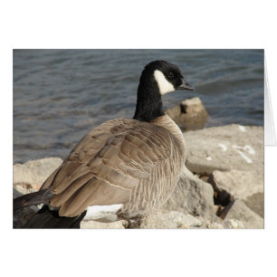 Canada Goose