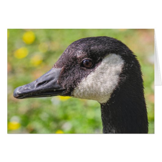 Canada Goose (Voorkant Horizontaal)