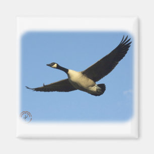 Canada Goose 9R005D-123 Magneet